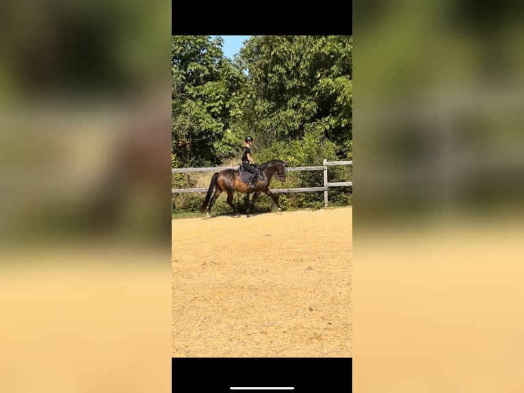 Hannoveriano Caballo castrado 11 años 165 cm Castaño in Sachsenheim