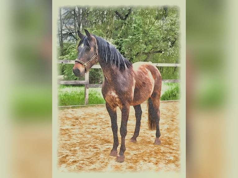 Hannoveriano Caballo castrado 11 años 165 cm Castaño in Sachsenheim
