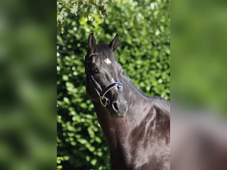 Hannoveriano Caballo castrado 11 años 165 cm Negro in Warstein