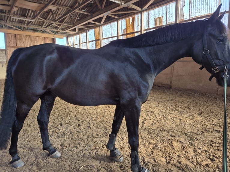 Hannoveriano Caballo castrado 11 años 165 cm Negro in Bad Driburg