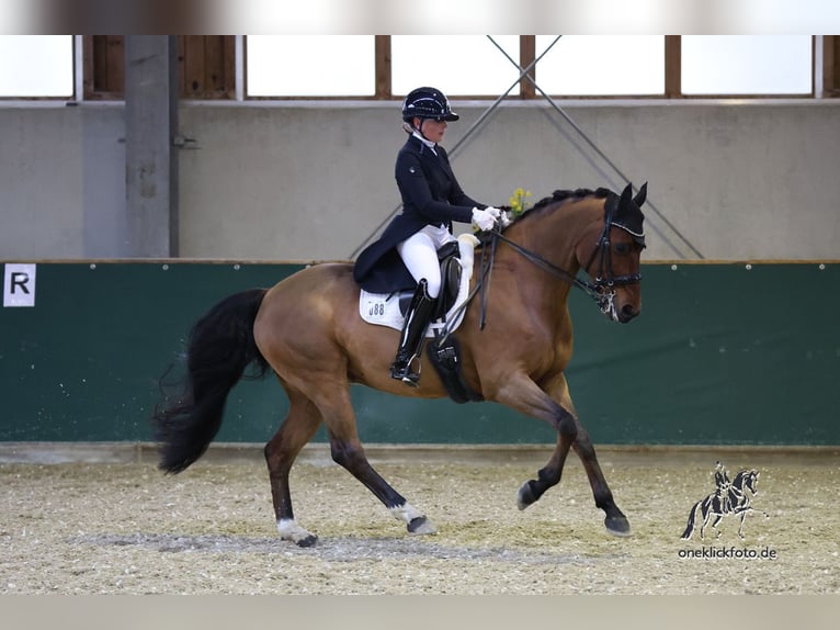 Hannoveriano Caballo castrado 11 años 166 cm Castaño in München