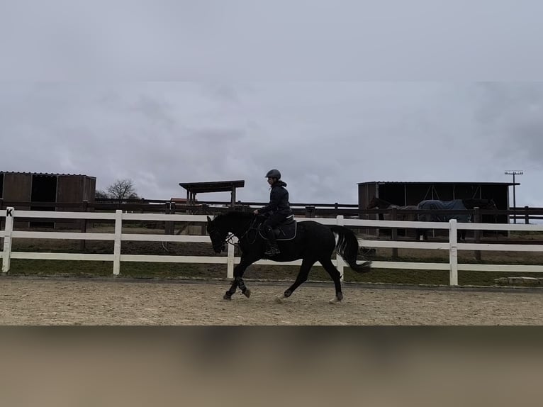 Hannoveriano Caballo castrado 11 años 166 cm Negro in Bamberg