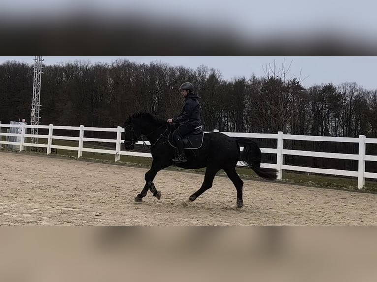 Hannoveriano Caballo castrado 11 años 166 cm Negro in Bamberg