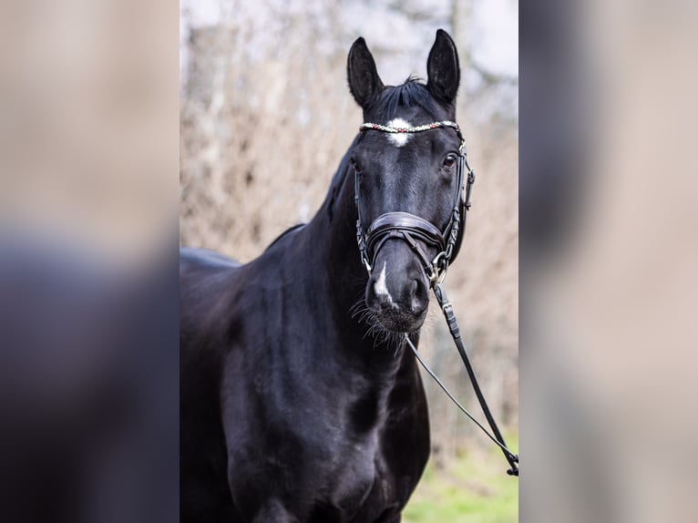 Hannoveriano Caballo castrado 11 años 166 cm Negro in Höxter