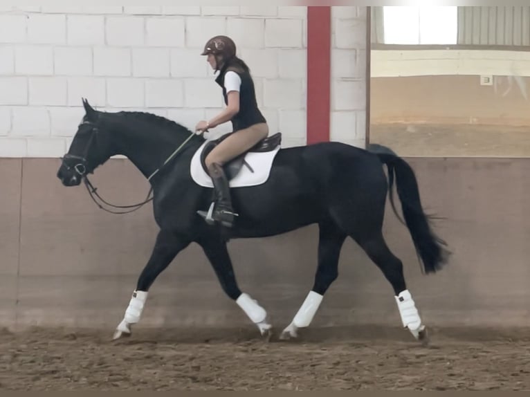 Hannoveriano Caballo castrado 11 años 166 cm Negro in Höxter