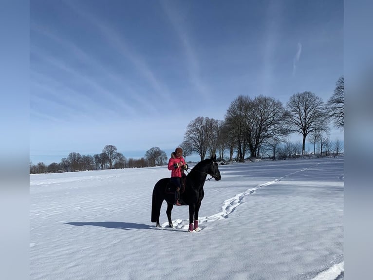 Hannoveriano Caballo castrado 11 años 166 cm Negro in Höxter