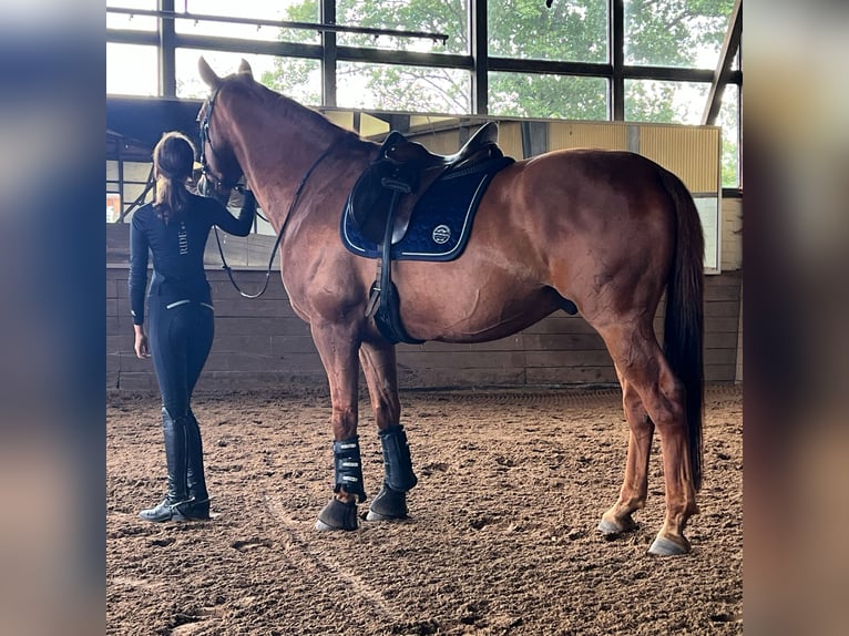 Hannoveriano Caballo castrado 11 años 167 cm Alazán in Hamwarde
