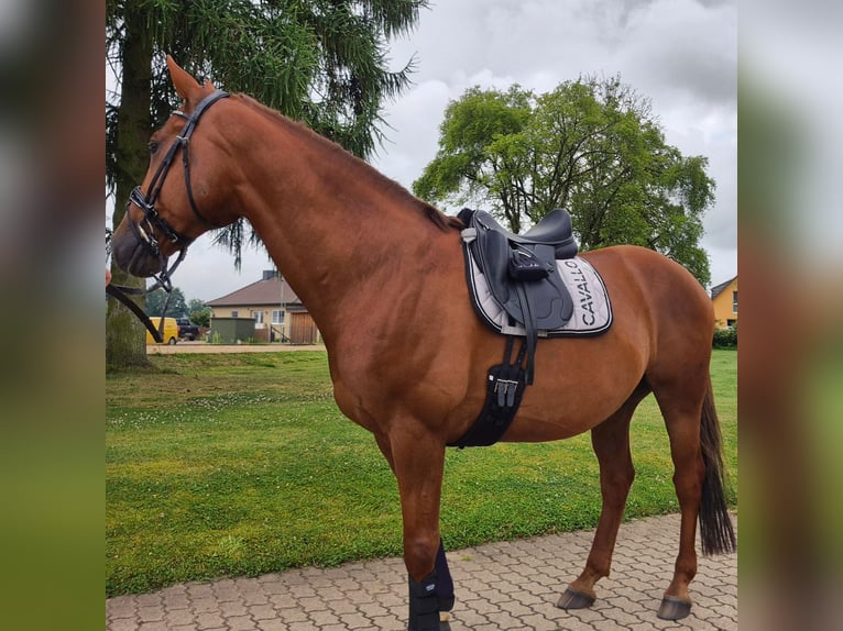 Hannoveriano Caballo castrado 11 años 167 cm Alazán in Hamwarde