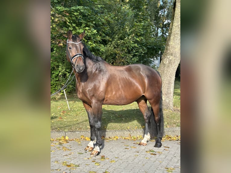 Hannoveriano Caballo castrado 11 años 167 cm Castaño oscuro in Henstedt-Ulzburg Hannoveriano Caballo castrado 11 años 167 cm Castaño oscuro in Henstedt-Ulzburg