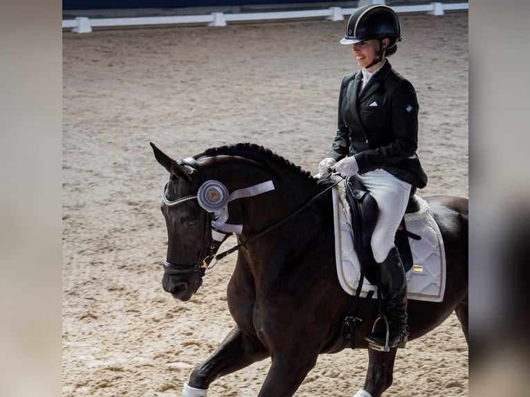 Hannoveriano Caballo castrado 11 años 167 cm Negro in Okondo