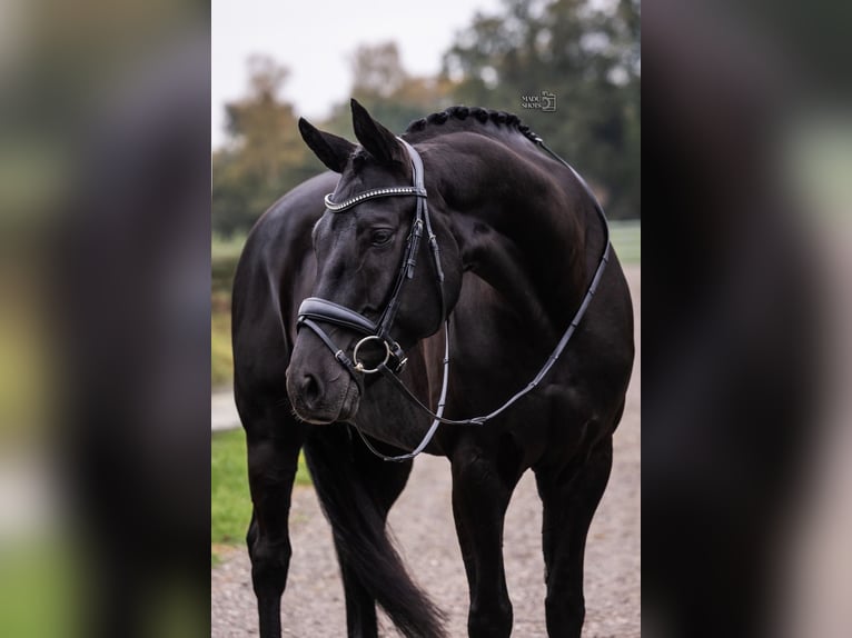 Hannoveriano Caballo castrado 11 años 167 cm Negro in Okondo