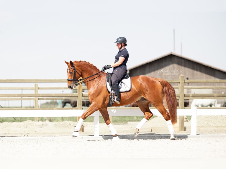 Hannoveriano Caballo castrado 11 años 170 cm Alazán in Hawangen