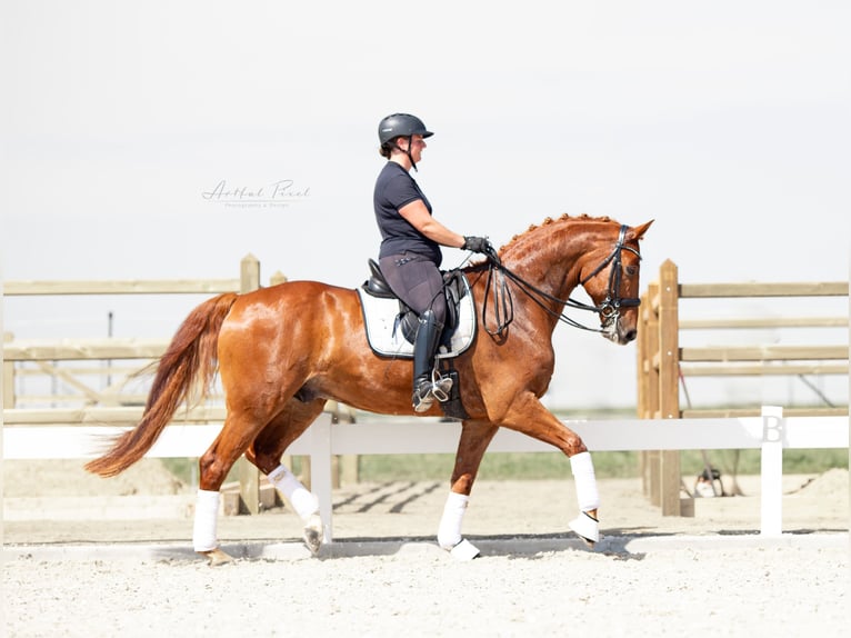 Hannoveriano Caballo castrado 11 años 170 cm Alazán in Hawangen