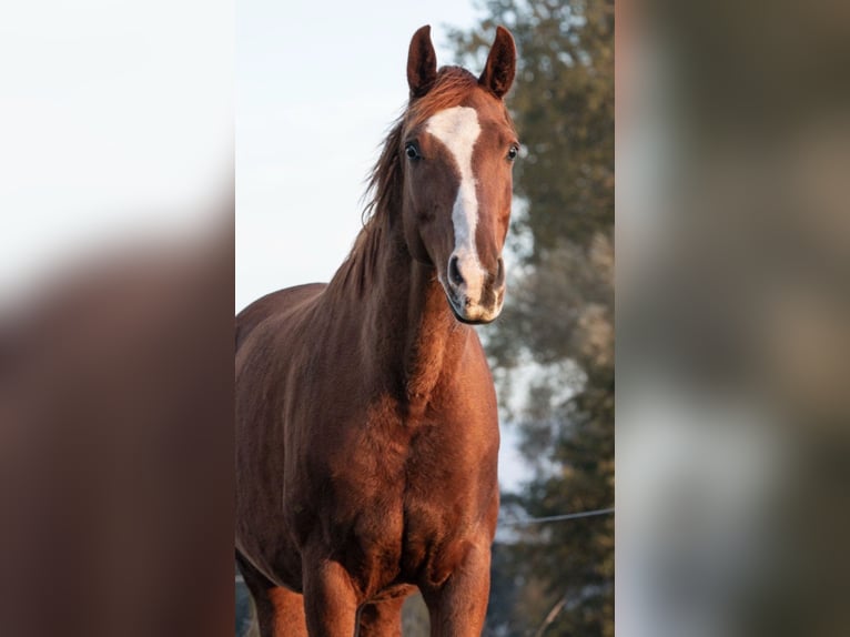 Hannoveriano Caballo castrado 11 años 170 cm Alazán in BekmündeItzehoe