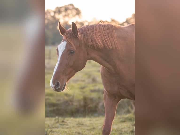 Hannoveriano Caballo castrado 11 años 170 cm Alazán in BekmündeItzehoe
