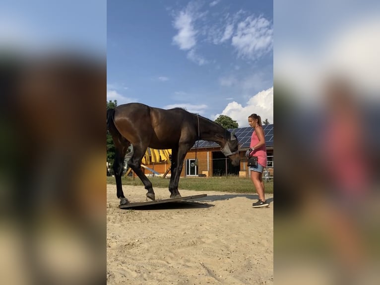 Hannoveriano Caballo castrado 11 años 170 cm Alazán in Belgern