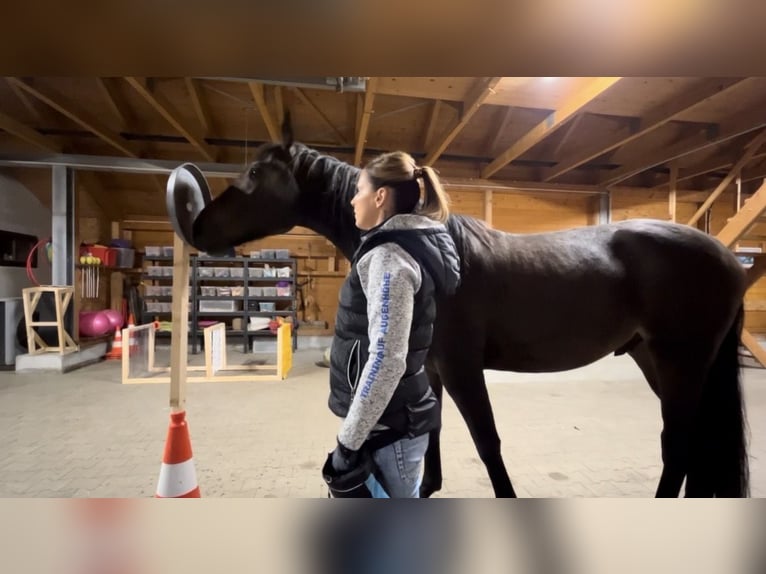 Hannoveriano Caballo castrado 11 años 170 cm Alazán in Belgern