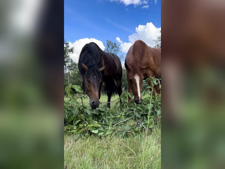 Hannoveriano Caballo castrado 11 años 170 cm Alazán in Belgern