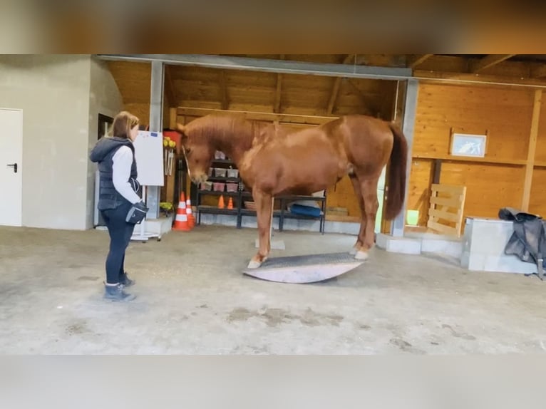 Hannoveriano Caballo castrado 11 años 170 cm Alazán in Belgern