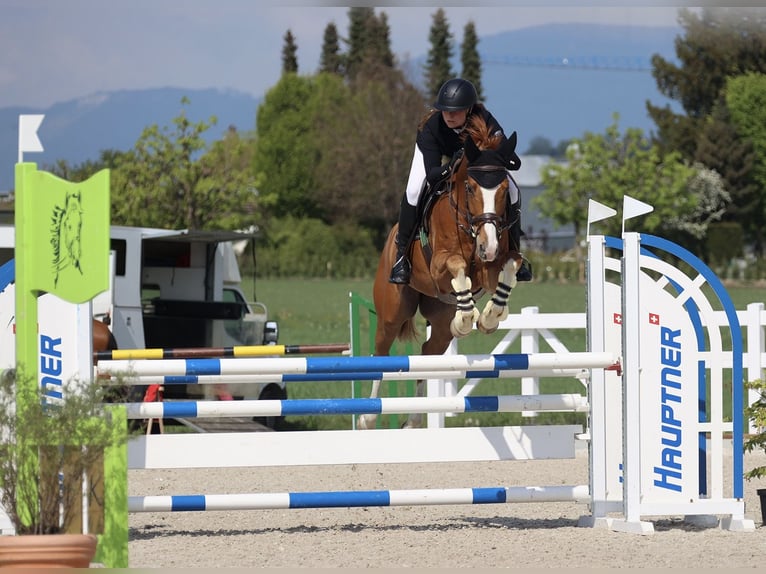 Hannoveriano Caballo castrado 11 años 170 cm Alazán in Rubigen