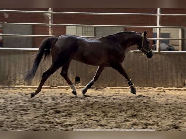 Hannoveriano Caballo castrado 11 años 170 cm Alazán-tostado in Lohne (Oldenburg)