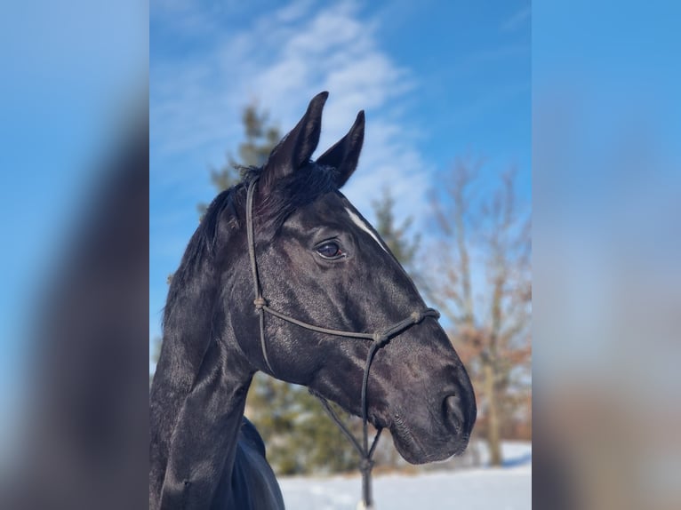 Hannoveriano Caballo castrado 11 años 170 cm in Crailsheim