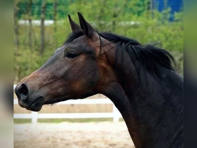 Hannoveriano Caballo castrado 11 años 170 cm Castaño in Meißen