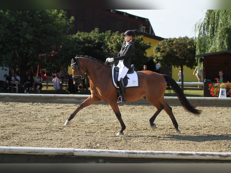 Hannoveriano Caballo castrado 11 años 170 cm Castaño in Deutschfeistritz