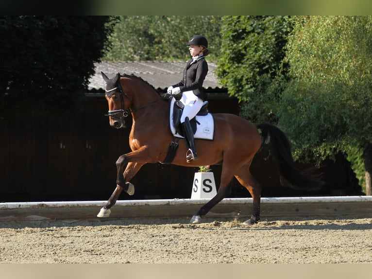 Hannoveriano Caballo castrado 11 años 170 cm Castaño in Deutschfeistritz