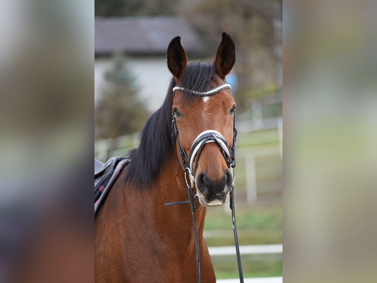 Hannoveriano Caballo castrado 11 años 170 cm Castaño in Deutschfeistritz