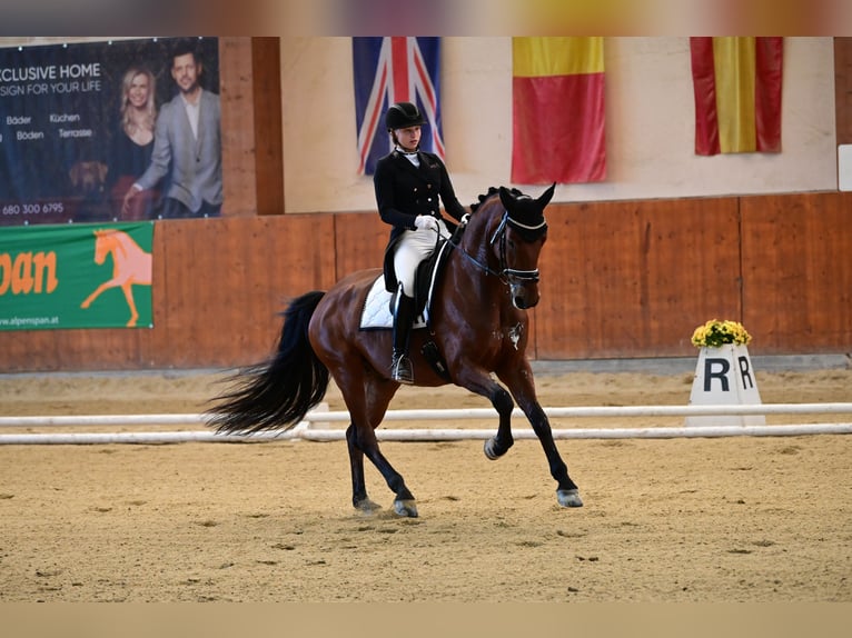 Hannoveriano Caballo castrado 11 años 170 cm Castaño in Deutschfeistritz
