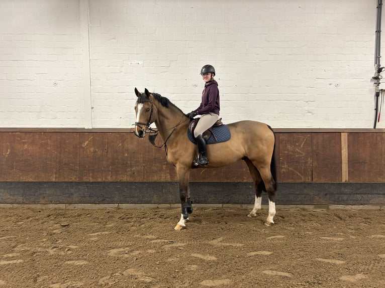 Hannoveriano Caballo castrado 11 años 170 cm Castaño in Fredenbeck