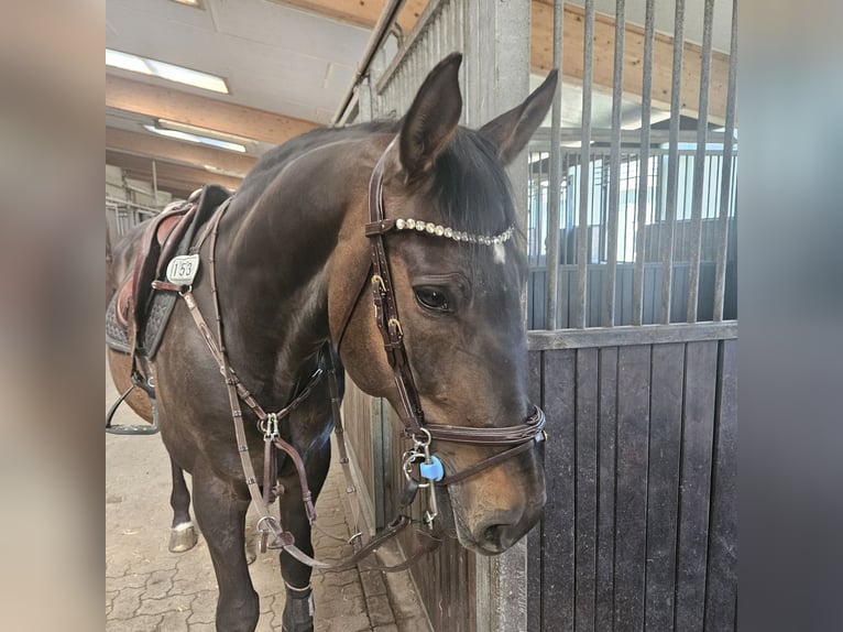 Hannoveriano Caballo castrado 11 años 170 cm Castaño oscuro in Neu Wulmstorf