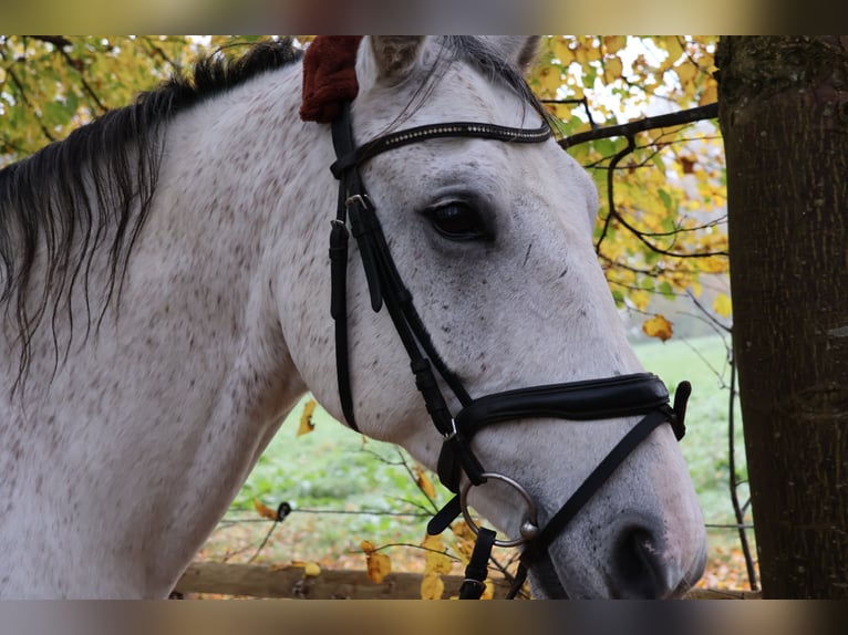 Hannoveriano Caballo castrado 11 años 170 cm Tordo in Tangstedt