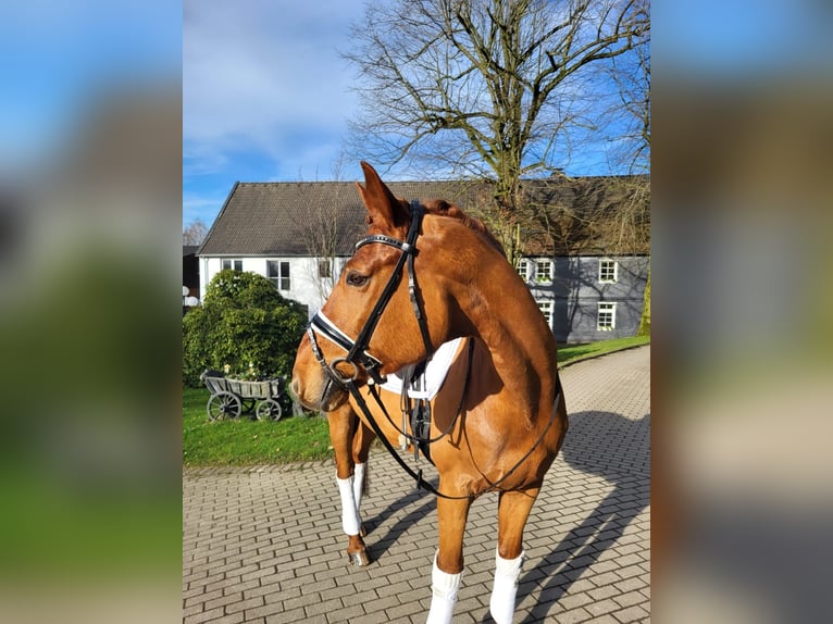 Hannoveriano Caballo castrado 11 años 171 cm Alazán in Hattingen