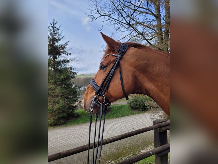 Hannoveriano Caballo castrado 11 años 171 cm Alazán in Hattingen