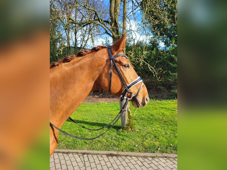 Hannoveriano Caballo castrado 11 años 171 cm Alazán in Hattingen