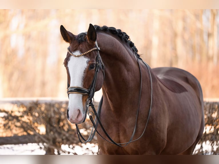 Hannoveriano Caballo castrado 11 años 171 cm Castaño in Wehringen
