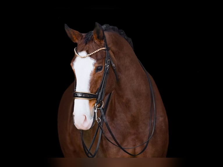 Hannoveriano Caballo castrado 11 años 171 cm Castaño in Wehringen