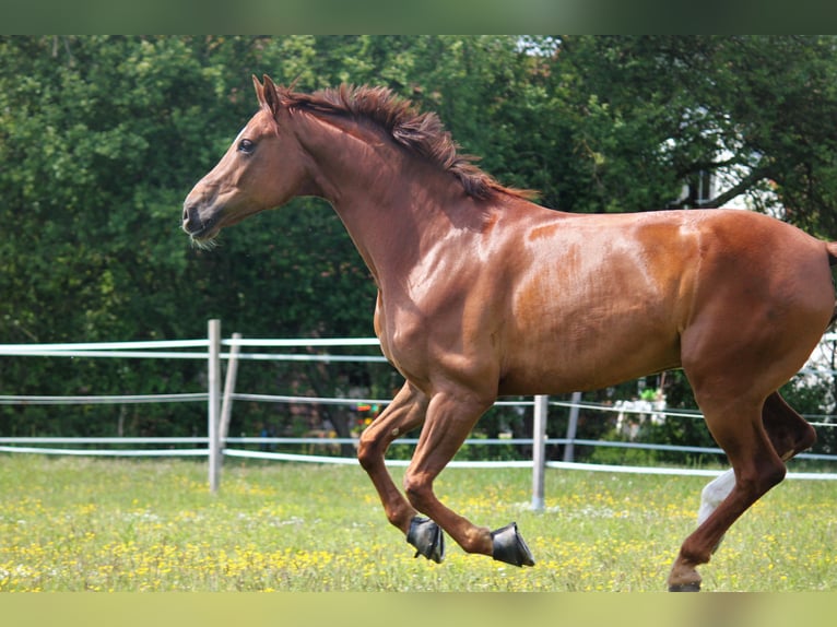 Hannoveriano Caballo castrado 11 años 172 cm Alazán-tostado in Nürnberg