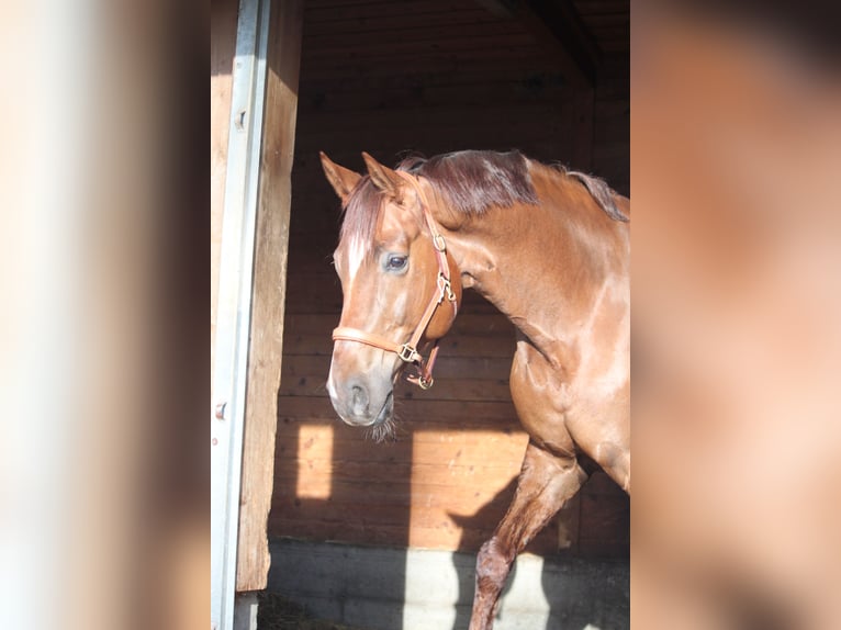 Hannoveriano Caballo castrado 11 años 172 cm Alazán-tostado in Nürnberg