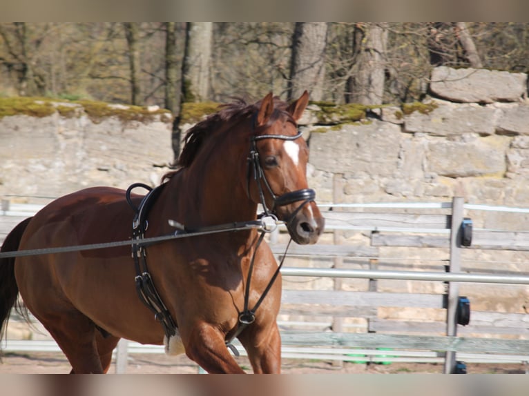 Hannoveriano Caballo castrado 11 años 172 cm Alazán-tostado in Nürnberg