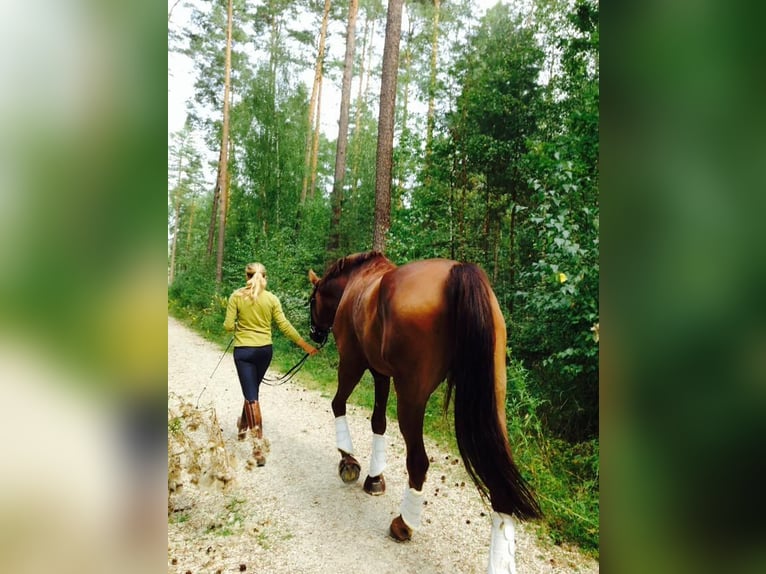 Hannoveriano Caballo castrado 11 años 172 cm Alazán-tostado in Nürnberg