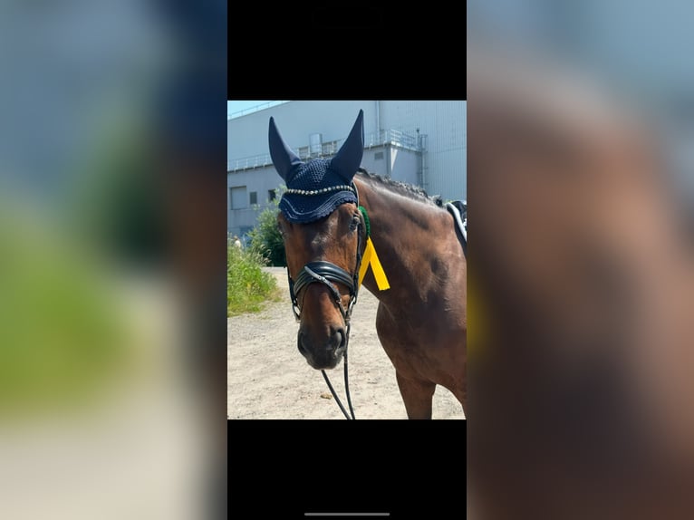 Hannoveriano Caballo castrado 11 años 172 cm Castaño in Beverungen