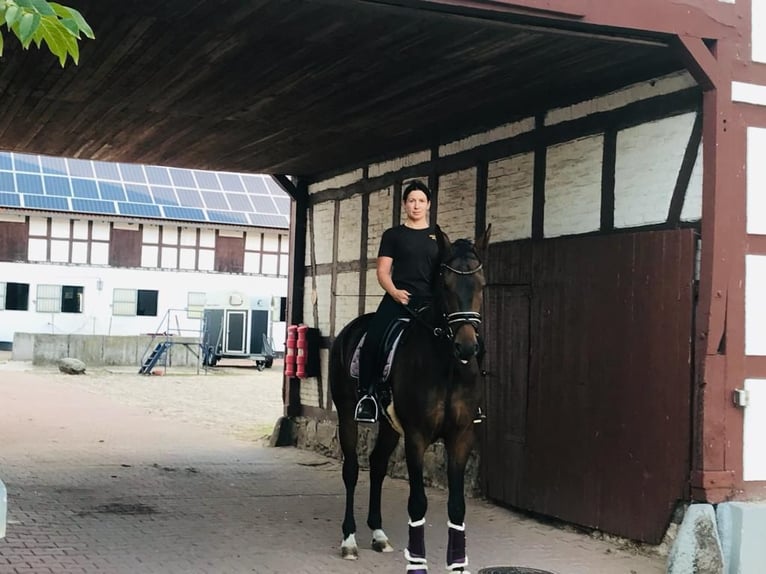 Hannoveriano Caballo castrado 11 años 172 cm Castaño in Nünchritz