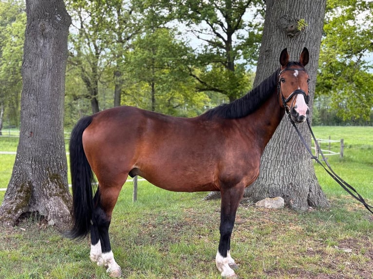 Hannoveriano Caballo castrado 11 años 172 cm Castaño in Nostorf