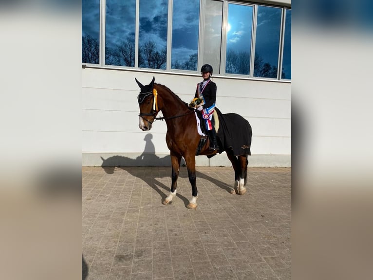 Hannoveriano Caballo castrado 11 años 172 cm Castaño in Nostorf
