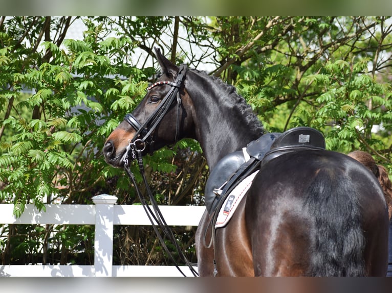 Hannoveriano Caballo castrado 11 años 173 cm Castaño oscuro in D&#xE4;tgen