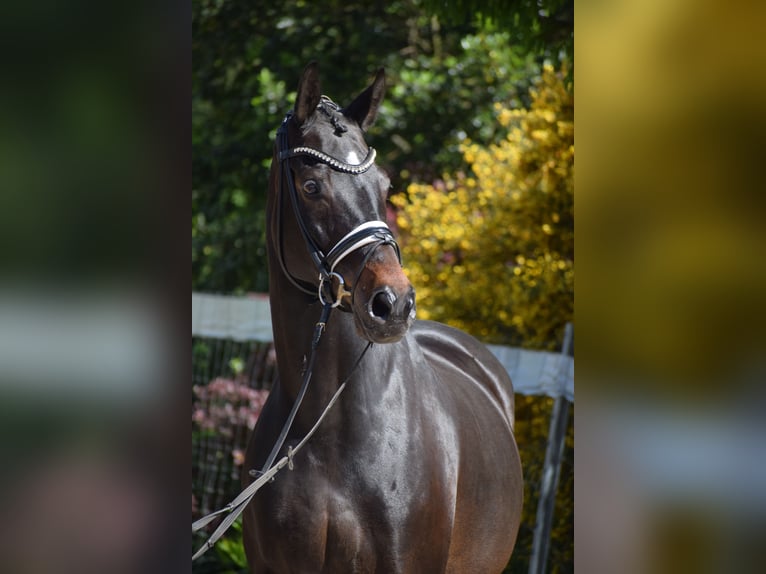 Hannoveriano Caballo castrado 11 años 173 cm Castaño oscuro in D&#xE4;tgen