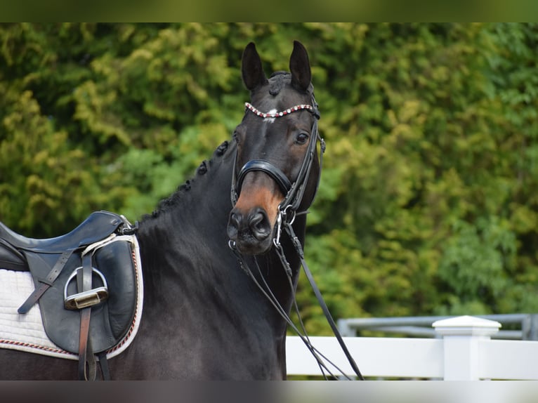 Hannoveriano Caballo castrado 11 años 173 cm Castaño oscuro in D&#xE4;tgen